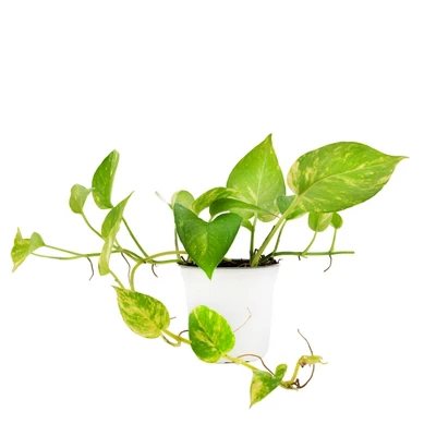 3pc 'Variegated' Pothos - National Plant Network 4 3pc 'Variegated' Pothos - National Plant Network - Image 2