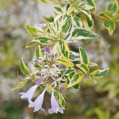 Abelia 'Hopley's' 1pc U.S.D.A. Hardiness Zones 6-10 National Plant Network 3gal 3 Abelia 'Hopley's' 1pc U.S.D.A. Hardiness Zones 6-10 National Plant Network 3gal