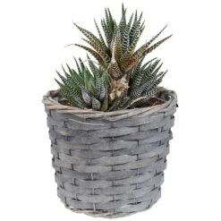 Sunnydaze Decor Sunnydaze Indoor Poplar Wicker Planters With Plastic Liners - Gray - Set Of 5 -Sunnydaze Decor Store GUEST fdf3250c 0fc2 410a 9cf3 3a8c21f2dda5