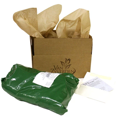 Peonies Festiva Maxima Set Of 3 Roots - White - Van Zyverden 4 Peonies Festiva Maxima Set Of 3 Roots - White - Van Zyverden - Image 2